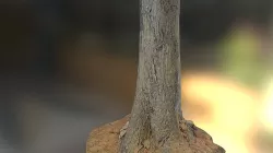 Tree Trunk 2