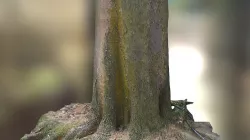 Tree trunk