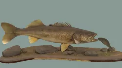 Walleye