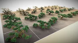 Angel Oak Tree-Pack