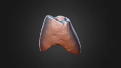 Anglo-Saxon Central Incisor Crown Surface