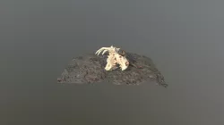 Bone