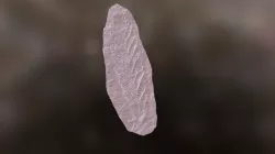 Charnia masoni Holotype
