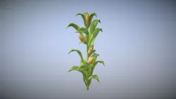 Corn! Corn! Corn!