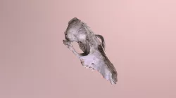 Fox Skull