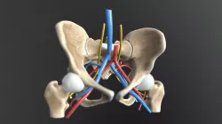 Human Anatomy - Female Pelvis