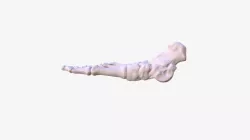 Human Foot