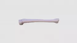 Human Tibia
