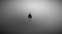 Jerboa