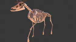 Lowpoly Deer Skeleton