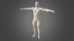 Male Bodybuilder Shaded
