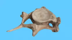 Mastodon Vertebrae
