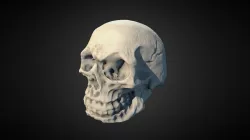 Scull Decimated