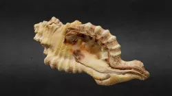 Sea Shell