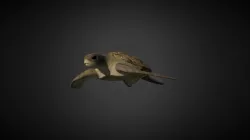 Sea Turtle
