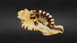Seashell (old)