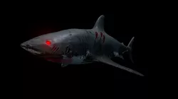 Shark