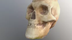 Skull
