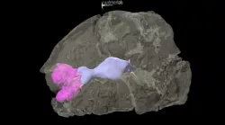 Sphaerotholus: pachycephalosaur brain&turbinates