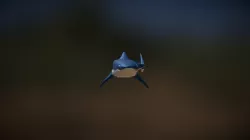 The Toothless Shark