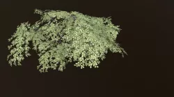 Tree Foliage