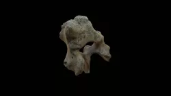 Vertebra