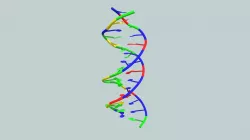 16-base-pair B-DNA Molecular Structure