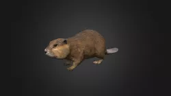 Beaver