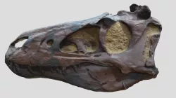 Bebetrex