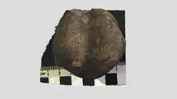 Chaoiella pajchoica