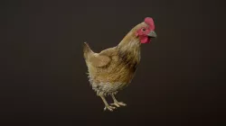 CHICKEN ANIMATIONS
