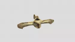 Equus caballus (domestic horse) - lumbar example