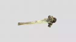 Equus caballus - thoracic vertebra