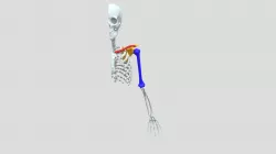 Flexion