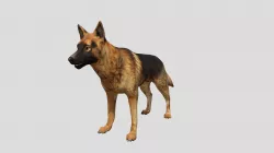 German Shepherd