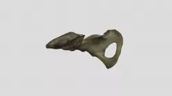 Human - pelvis (half, R)