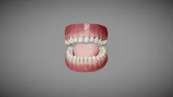 Human Teeth