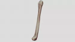 Humerus