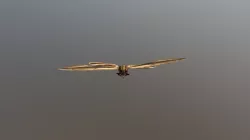 Moth