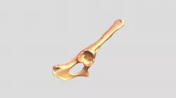 Ovis aries - 3 month old - pelvis (R half)