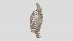 Rib Cage