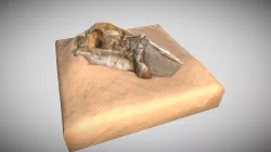 Skull In Sand