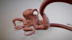 Squid