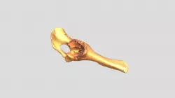Sus scrofa (domestic pig) - juvenile - pelvis R