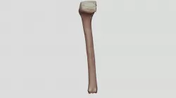 Tibia (Left)