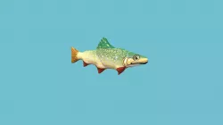Trout Fish Animated