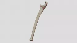 Ulna (Left)