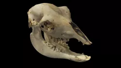 Vicugna vicugna (MLP 30-XII-02-37)