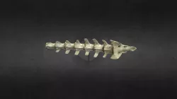 A model of a spine