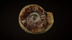 Ammonite